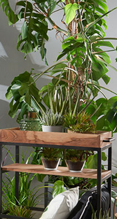 Wohntrend Lovely Jungle