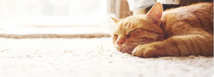 Katze schläft auf Teppich