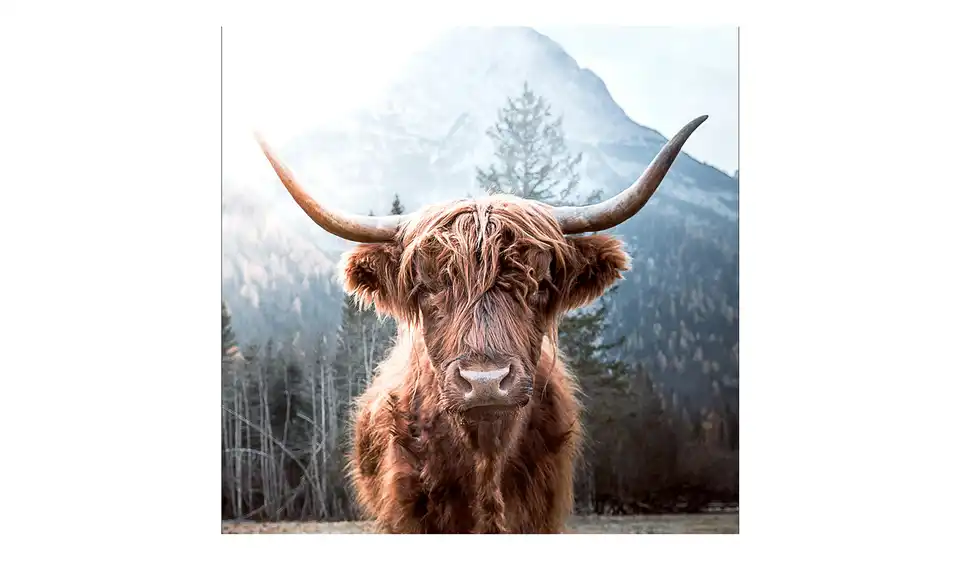 Glasbild 20x20 cm Highland cattle, Frontansicht