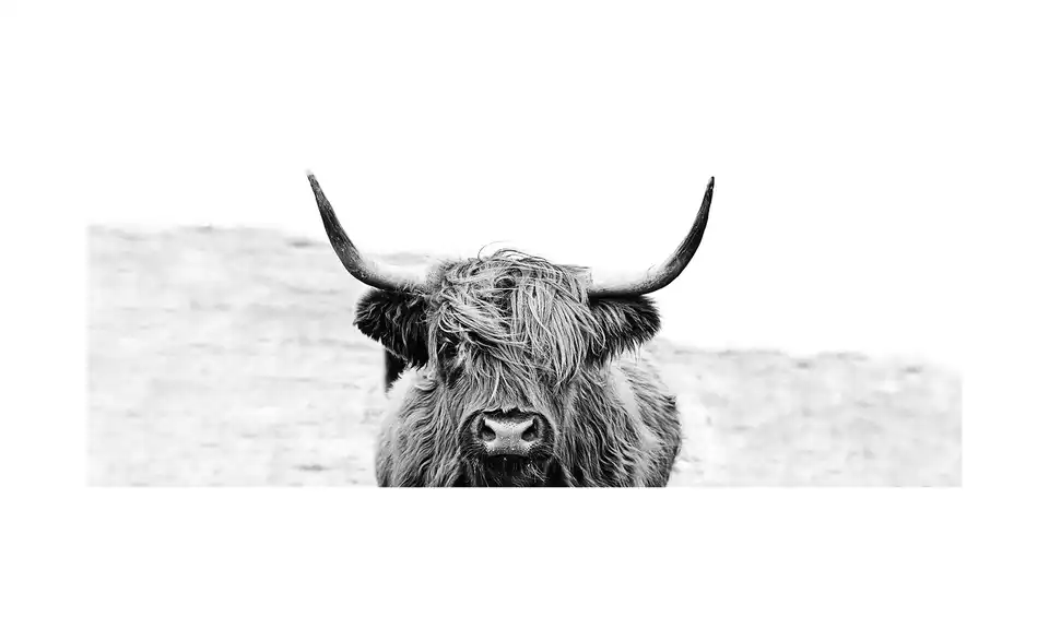 Scott.Highland Cattle ll