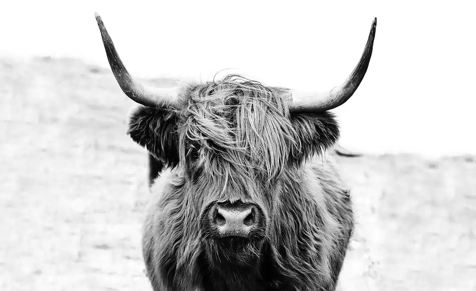 Kunstleinwand 120x90 cm "Scottish Highland Cattle", Frontansicht