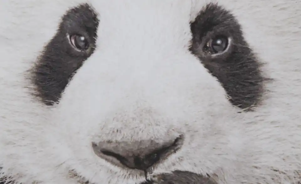 Dekokissen Panda, Detailansicht