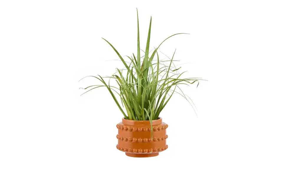 Übertopf, in Wohnsituation