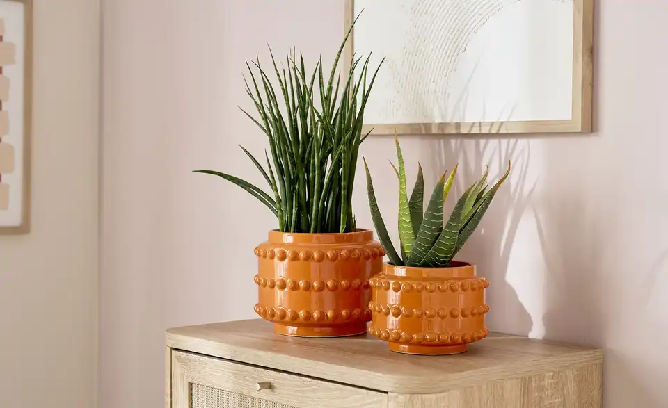 Übertopf, in Wohnsituation