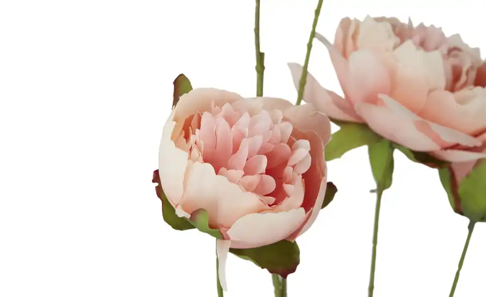 Deko Peonie, Detailansicht