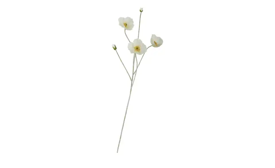 Klatschmohn, Perspektive