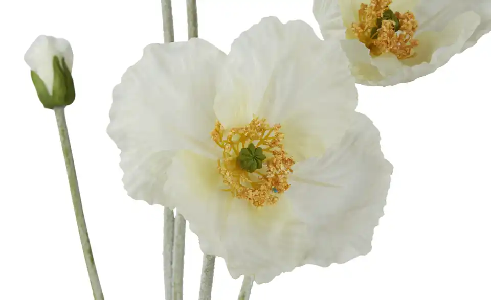 Klatschmohn, Detailansicht