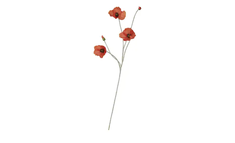 Klatschmohn, Perspektive