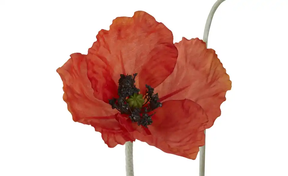 Klatschmohn, Detailansicht