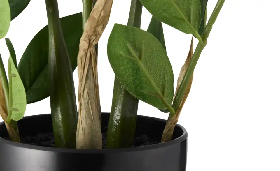 Zamifolia getopft, Detailansicht