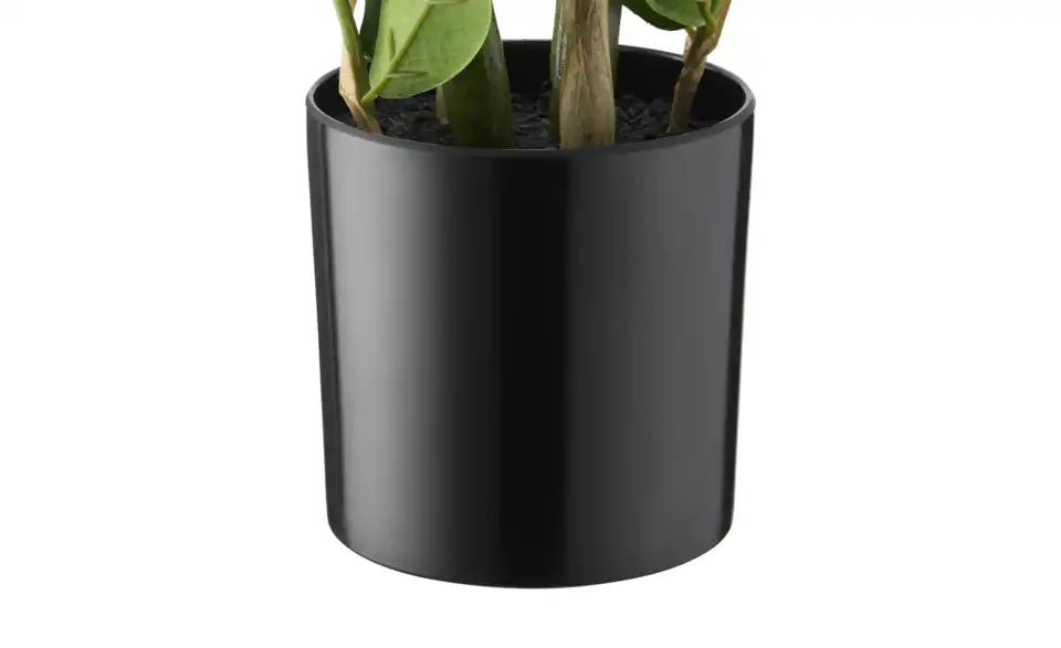Zamifolia getopft, Detailansicht