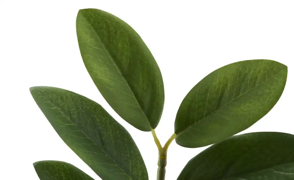Zamifolia getopft, Detailansicht