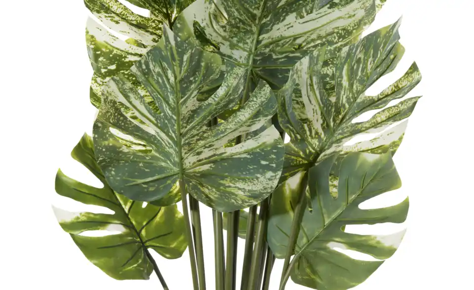 Philodendron getopft, Detailansicht