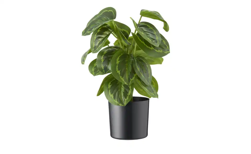 Maranta getopft, Perspektive