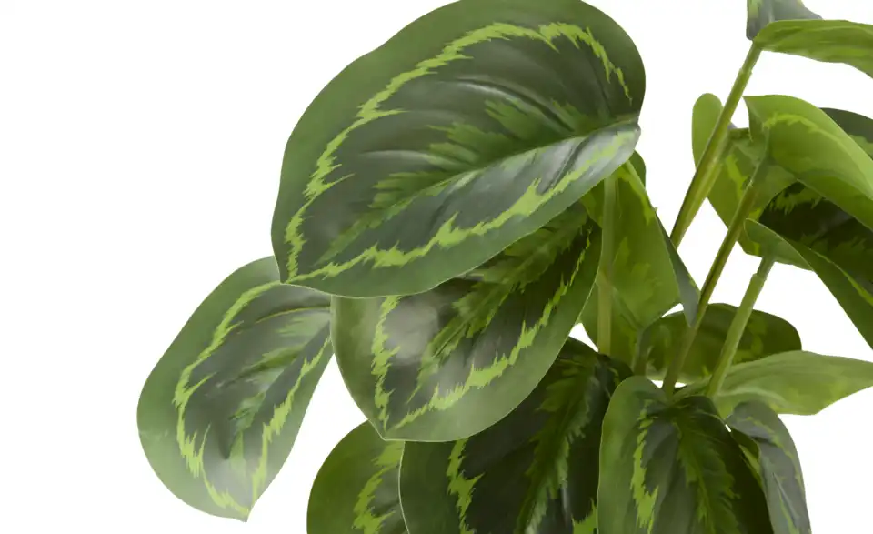 Maranta getopft, Detailansicht