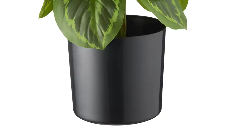 Maranta getopft, Detailansicht