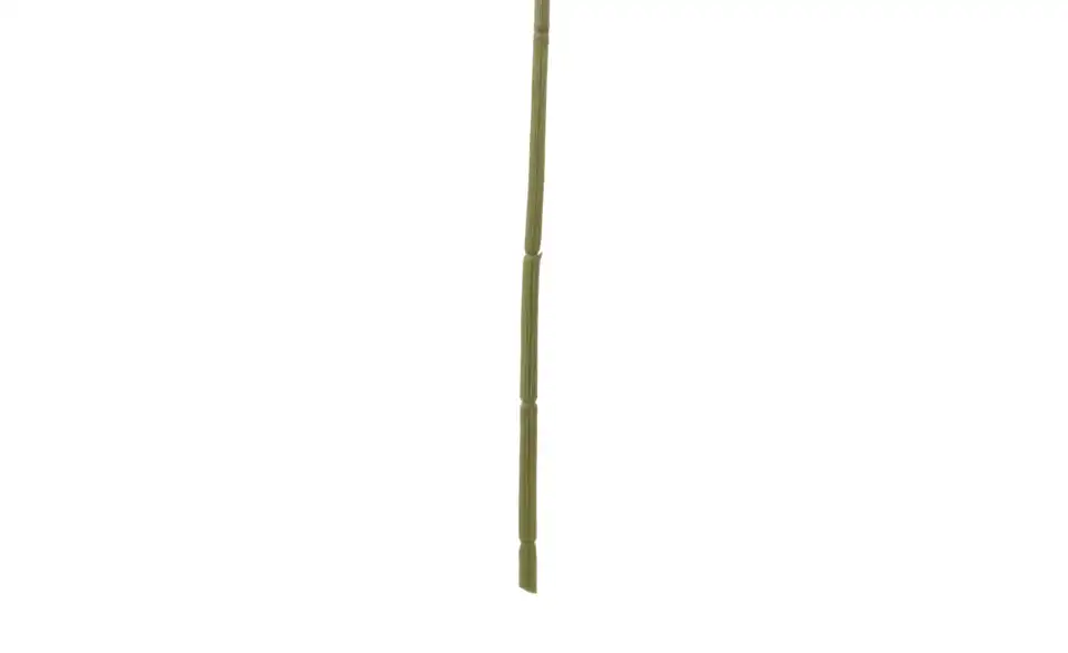 Spinnenlilie, Detailansicht
