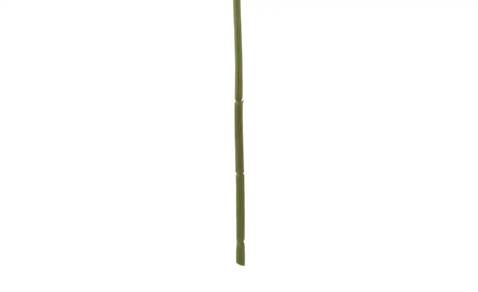Spinnenlilie, Detailansicht