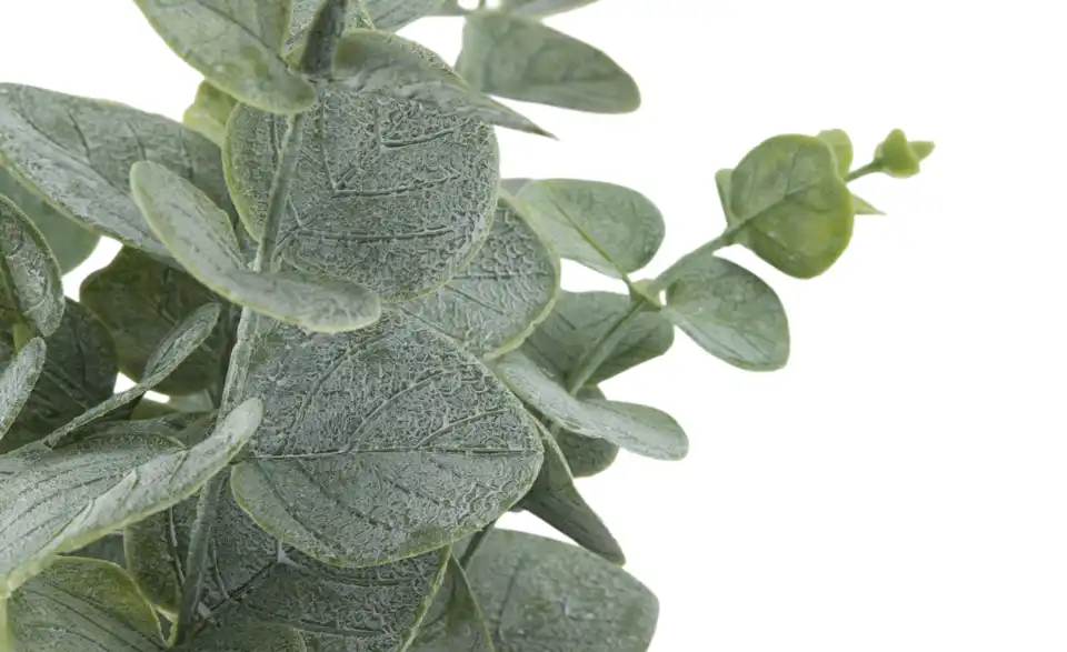 Eukalyptus getopft, Detailansicht
