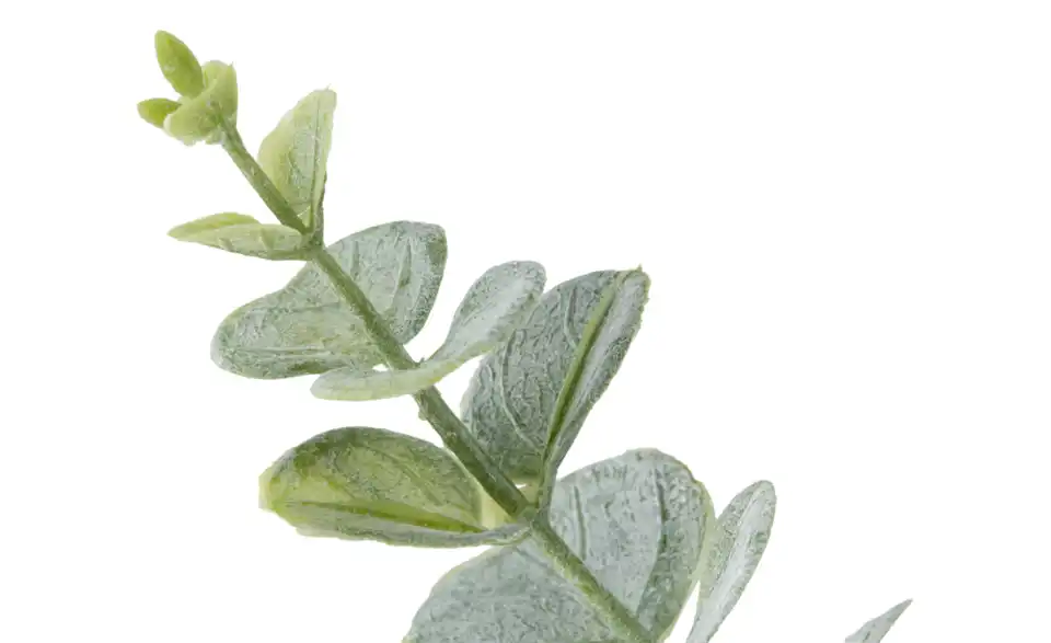 Eukalyptus getopft, Detailansicht