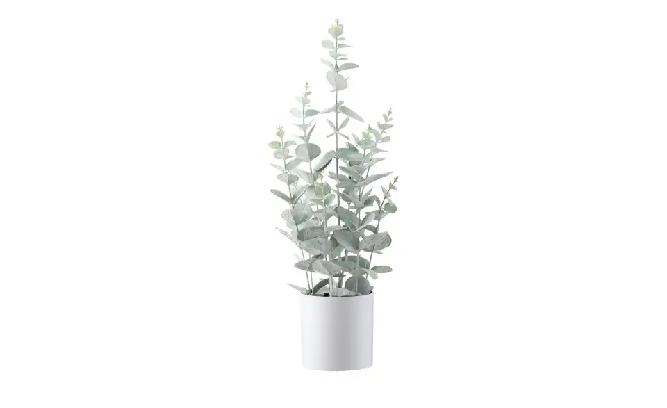 Eukalyptus getopft, Perspektive