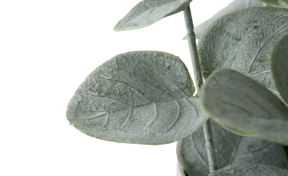 Eukalyptus getopft, Detailansicht