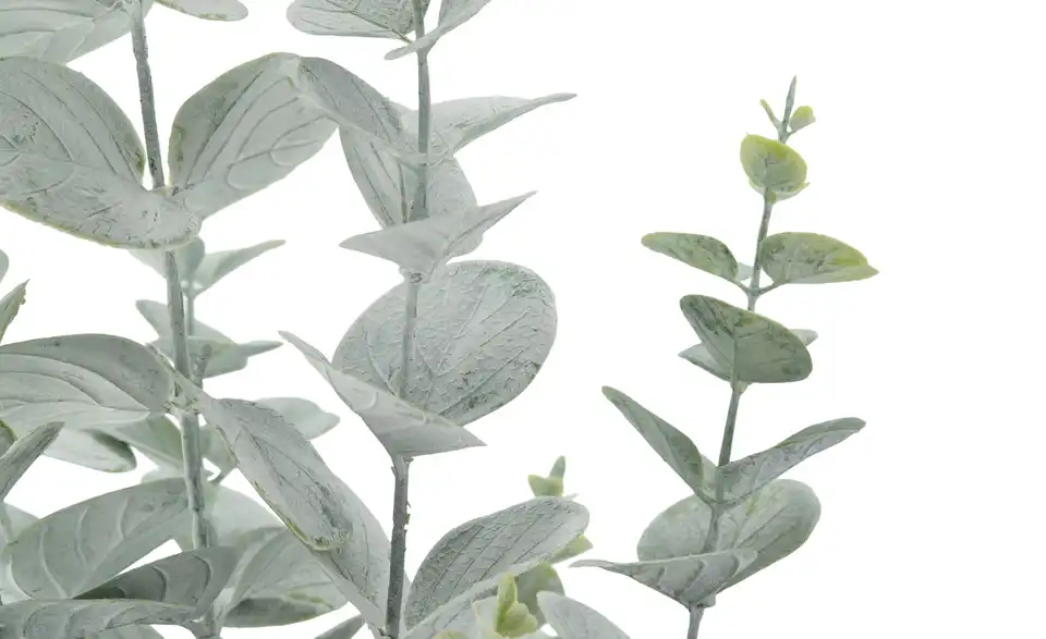Eukalyptus getopft, Detailansicht