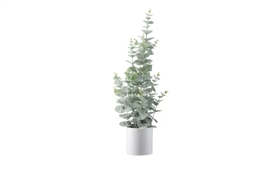 Eukalyptus getopft, Perspektive