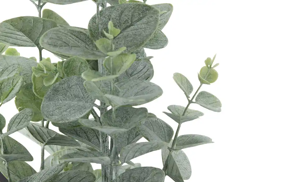 Eukalyptus getopft, Detailansicht