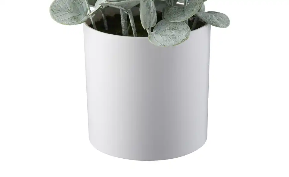 Eukalyptus getopft, Detailansicht
