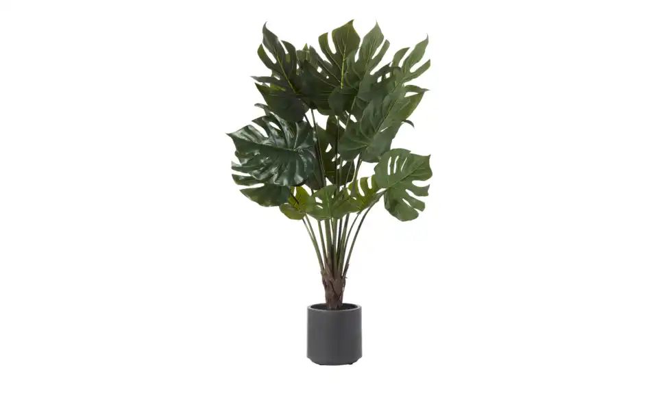 Philodendron getopft, Perspektive