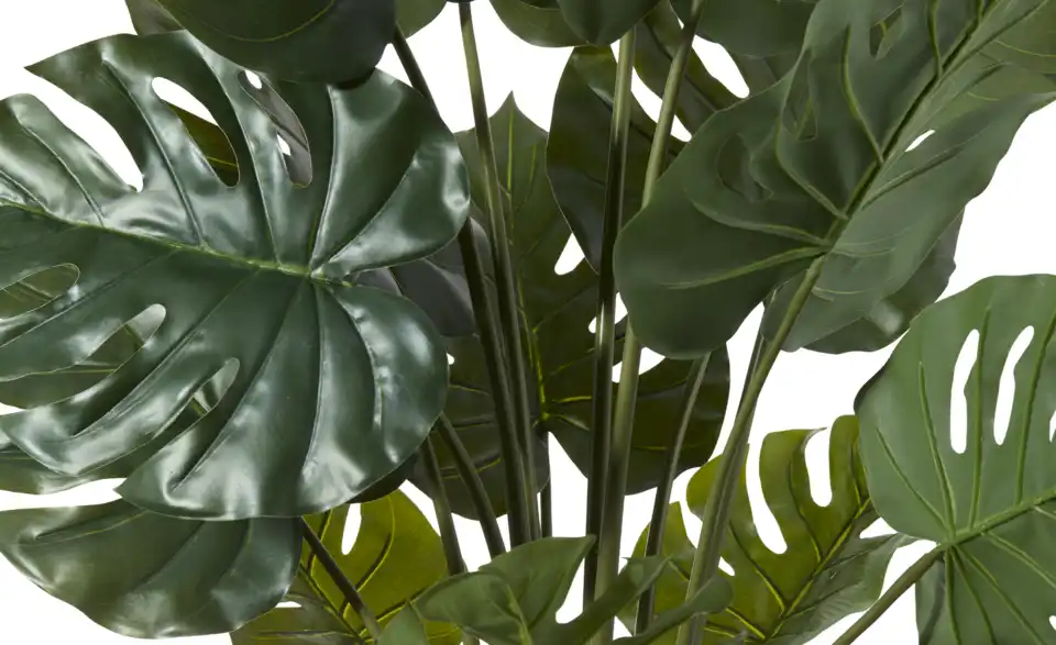 Philodendron getopft, Detailansicht