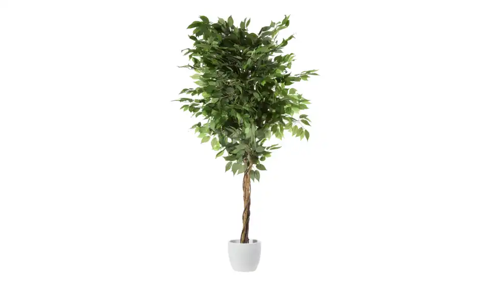 Ficus Benjamini getopft, Perspektive