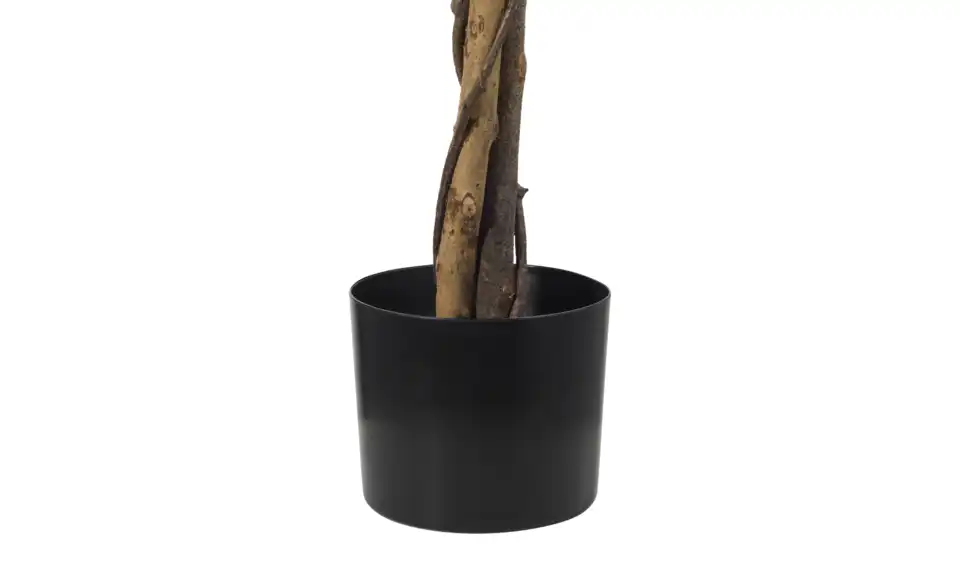 Ficus Benjamini getopft, Detailansicht