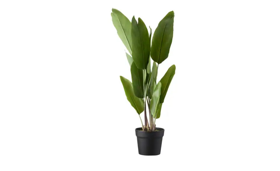 Strelitzia getopft, Perspektive