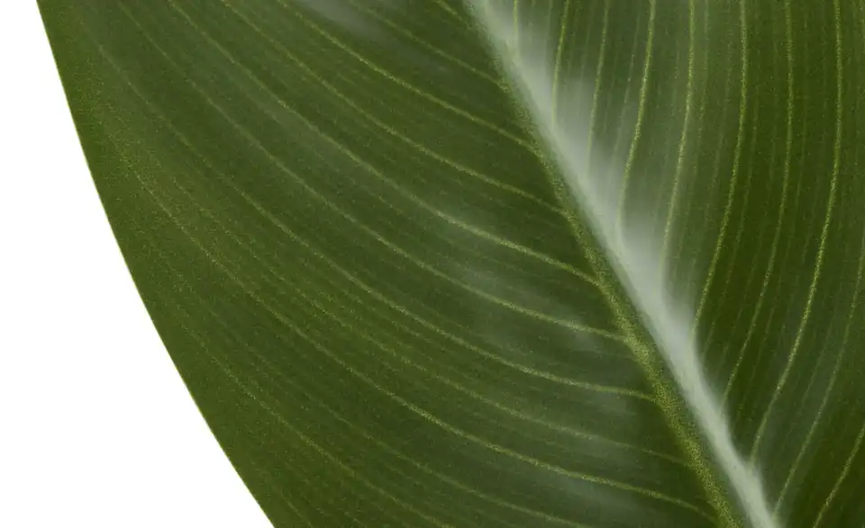 Strelitzia getopft, Detailansicht
