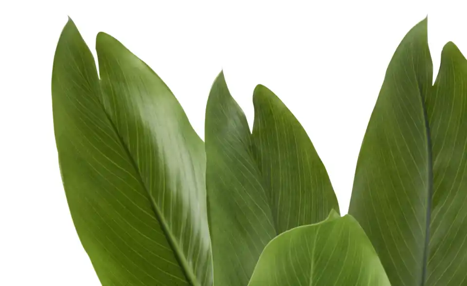 Strelitzia getopft, Detailansicht