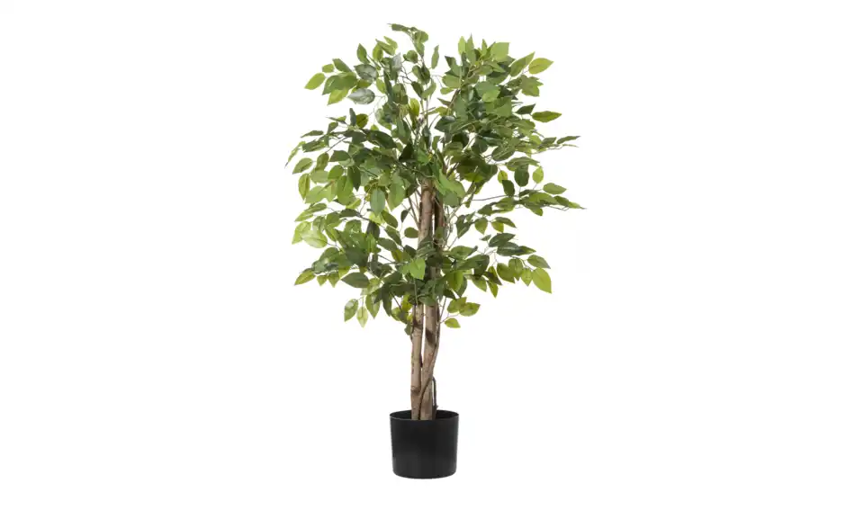 Ficus Benjamina getopft, Perspektive
