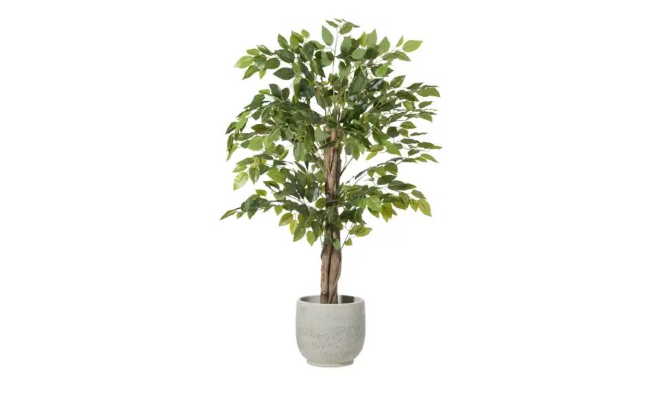 Ficus Benjamina getopft, Perspektive