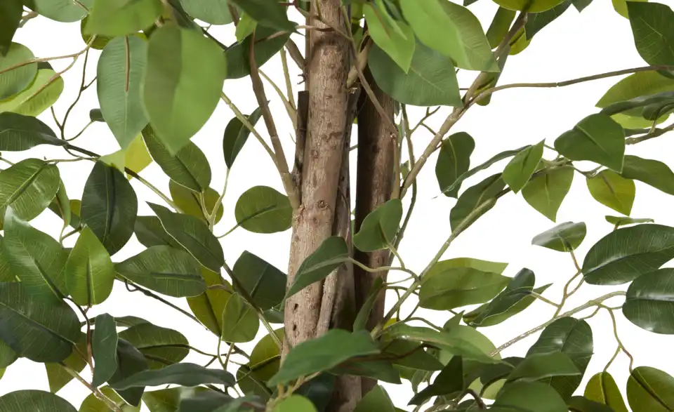 Ficus Benjamina getopft, Detailansicht