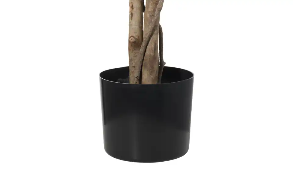 Ficus Benjamina getopft, Detailansicht