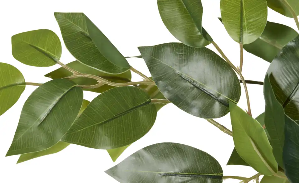 Ficus Benjamina getopft, Detailansicht