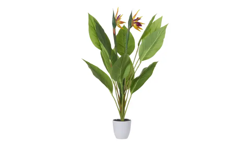 Strelitzia getopft, Perspektive