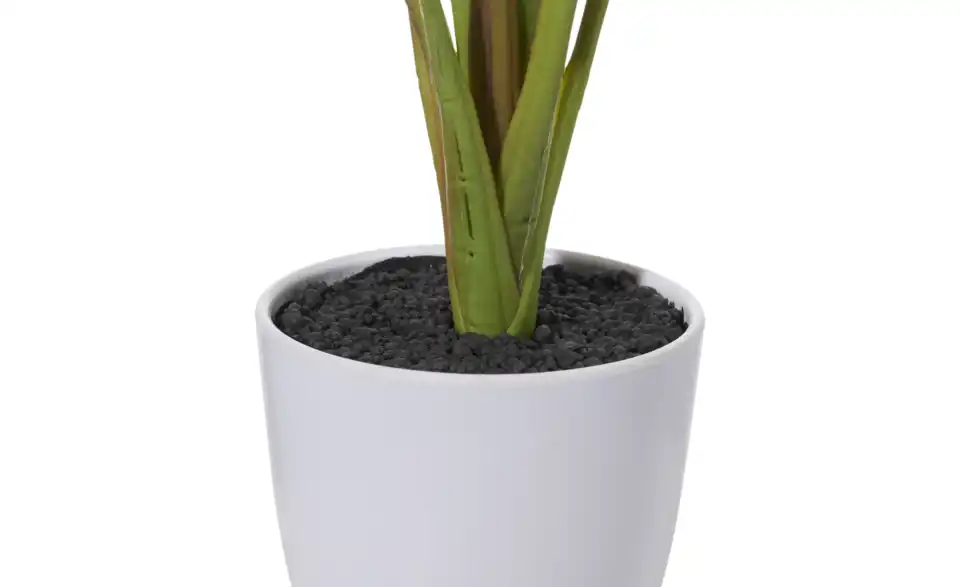 Strelitzia getopft, Detailansicht