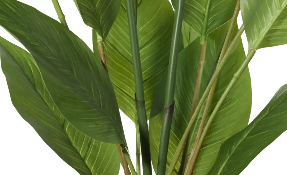 Strelitzia getopft, Detailansicht