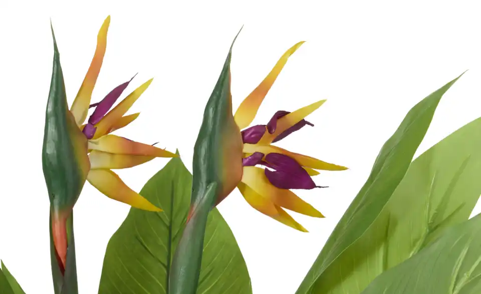 Strelitzia getopft, Detailansicht