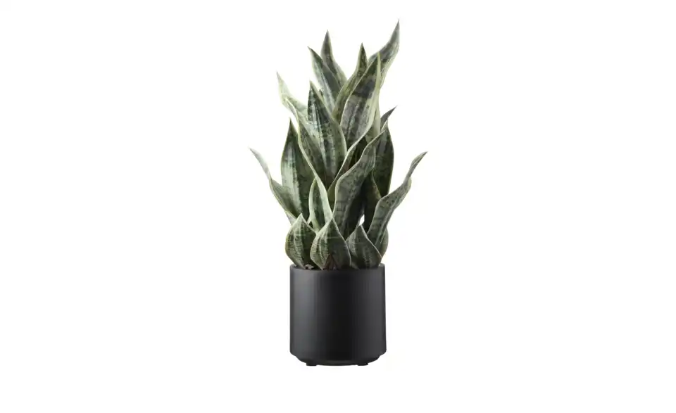 Sansevieria getopft, Perspektive