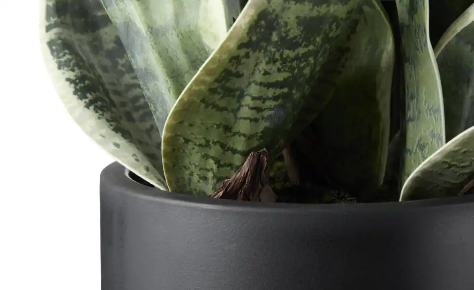 Sansevieria getopft, Detailansicht