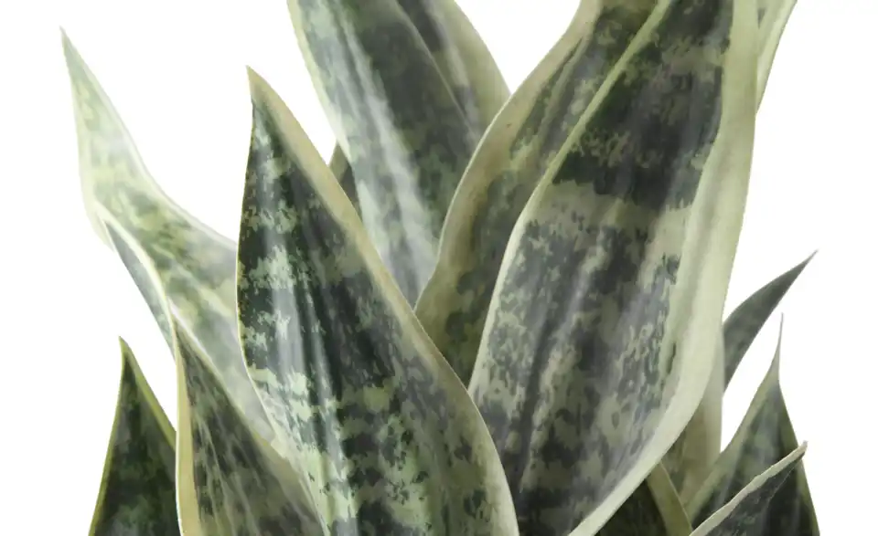 Sansevieria getopft, Detailansicht