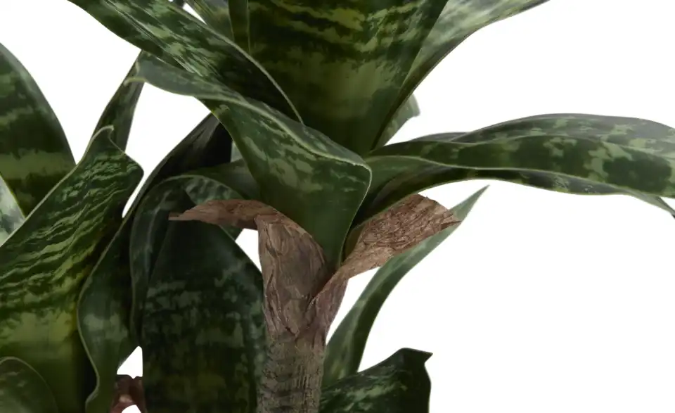 Sansevieria getopft, Detailansicht